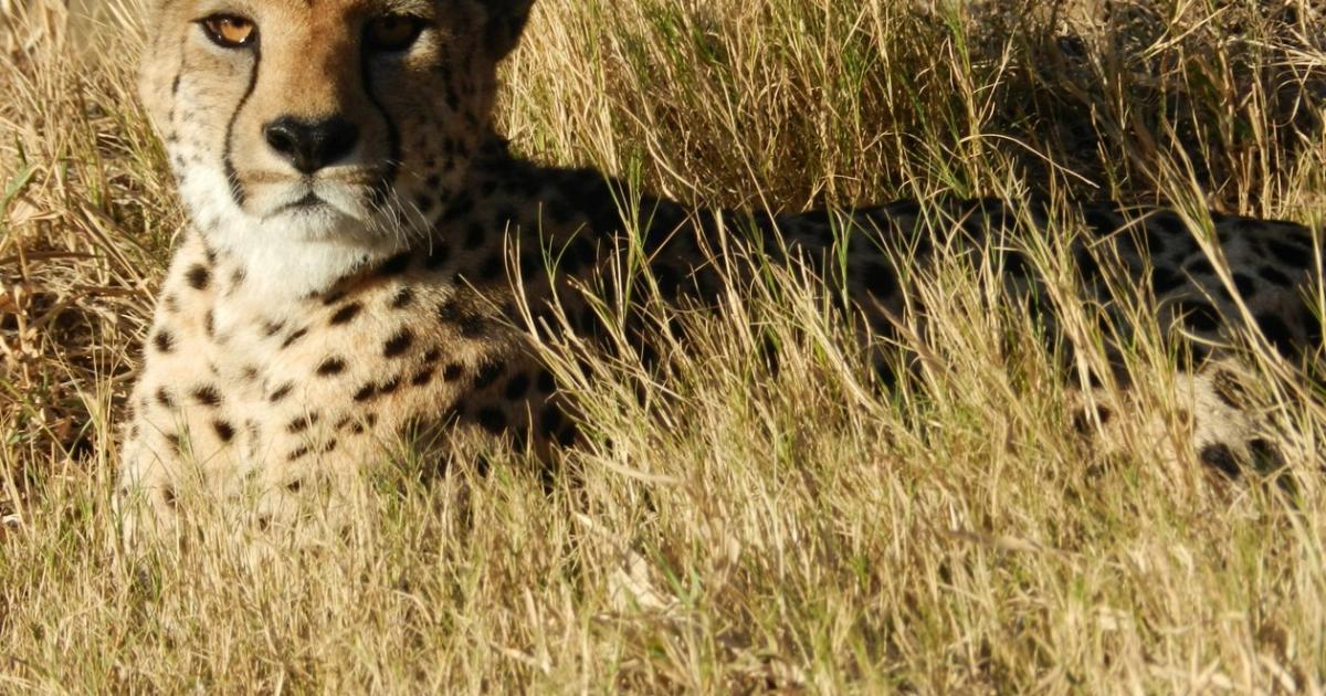 Acinonyx jubatus [Endangered] - Biofaces - Bring Nature Closer