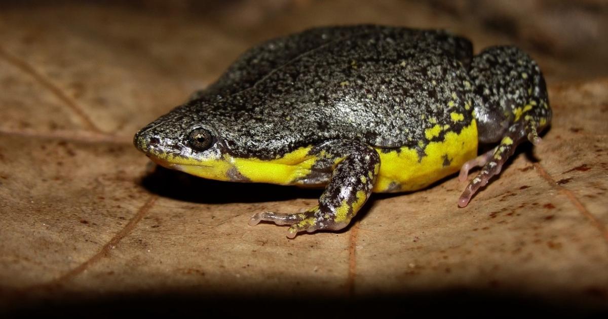 Elachistocleis bicolor [Least Concern] Biofaces Bring Nature Closer