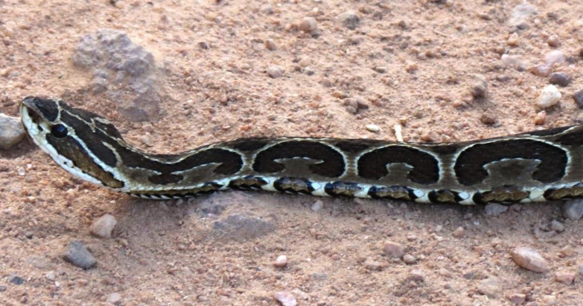 Bothrops alternatus [Least Concern] Biofaces Bring Nature Closer