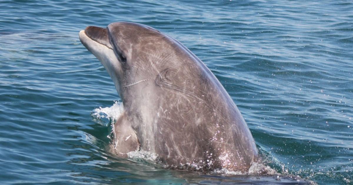 Tursiops truncatus [Least Concern] - Biofaces - Bring Nature Closer