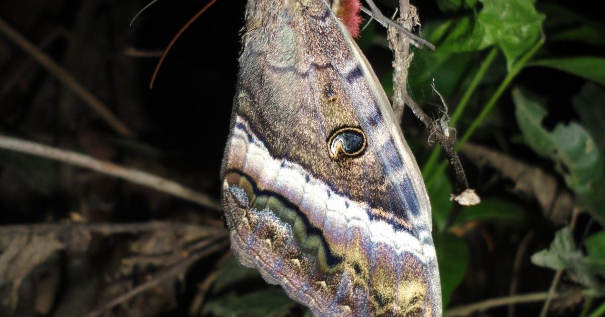 Mariposa #4102 - Biofaces - Bring Nature Closer
