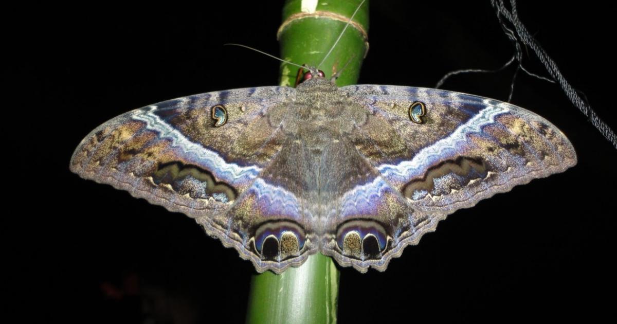 Mariposa #4103 - Biofaces - Bring Nature Closer