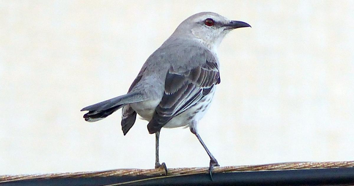 Mimus gilvus [Least Concern] Biofaces Bring Nature Closer