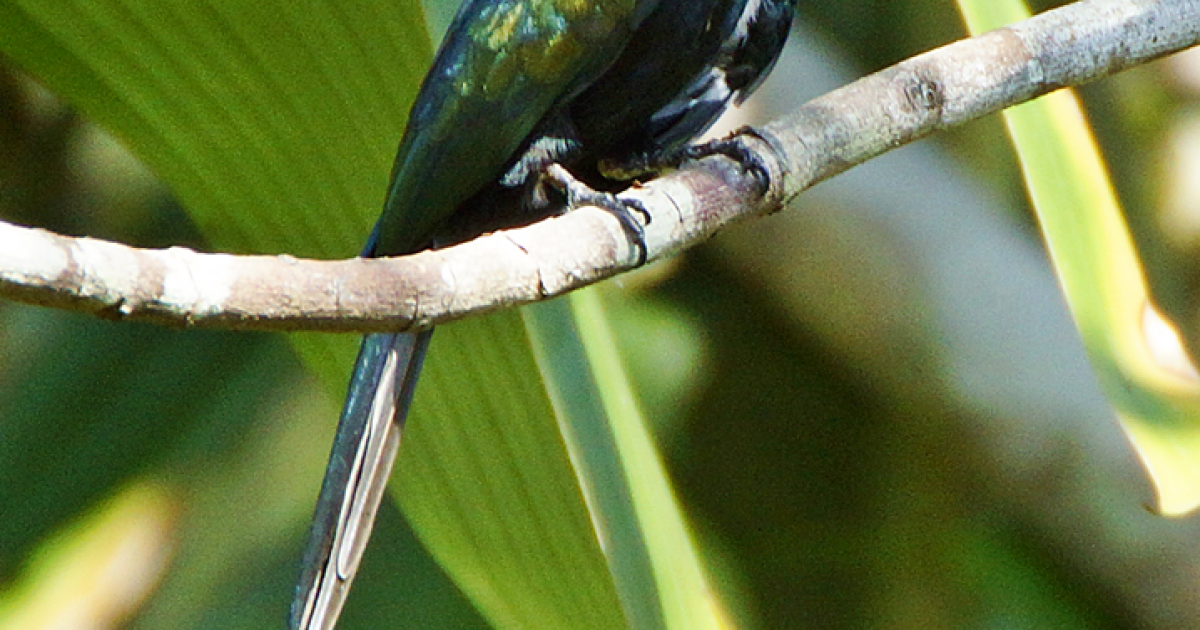 Galbula dea [Least Concern] Biofaces Bring Nature Closer