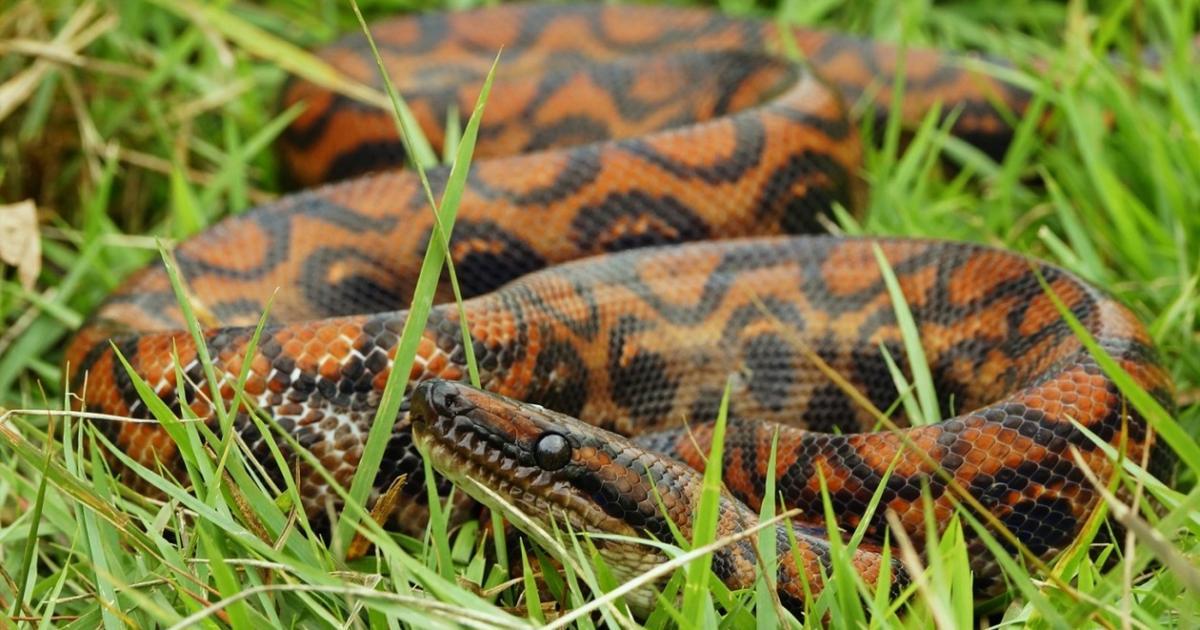 Jibóiaarcoíris 12343 Biofaces Bring Nature Closer