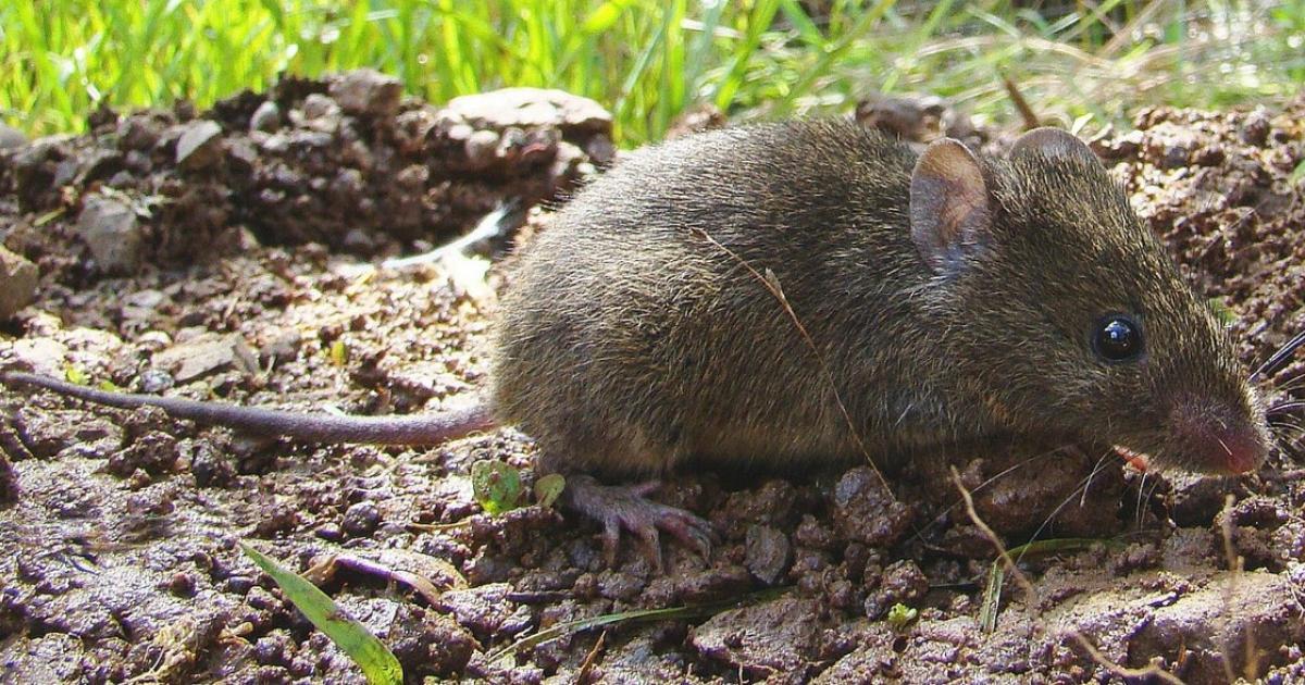 Akodon montensis [Least Concern] Biofaces Bring Nature Closer