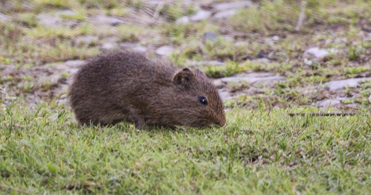 Cavia 29264 Biofaces Bring Nature Closer