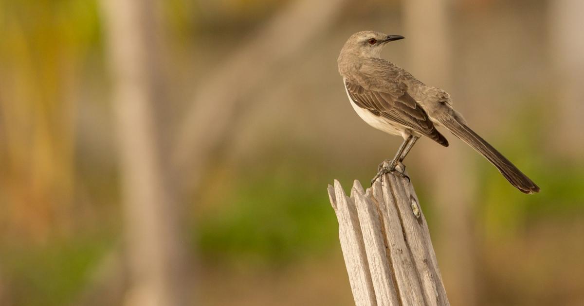 Sabiá-da-praia/Tropical #30083 - Biofaces - Bring Nature Closer