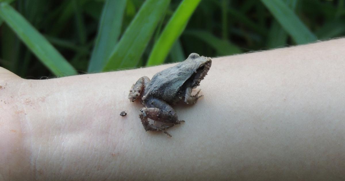 Physalaemus 30323 Biofaces Bring Nature Closer