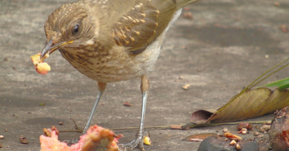 Sabiá #31158 - Biofaces - Bring Nature Closer