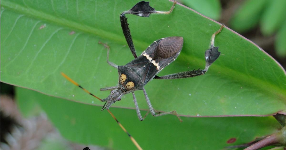 Leptoglossus zonatus [Not evaluated] Biofaces Bring Nature Closer