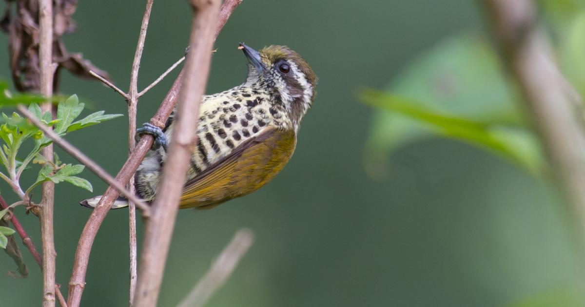 Picumnus innominatus [Least Concern] Biofaces Bring Nature Closer