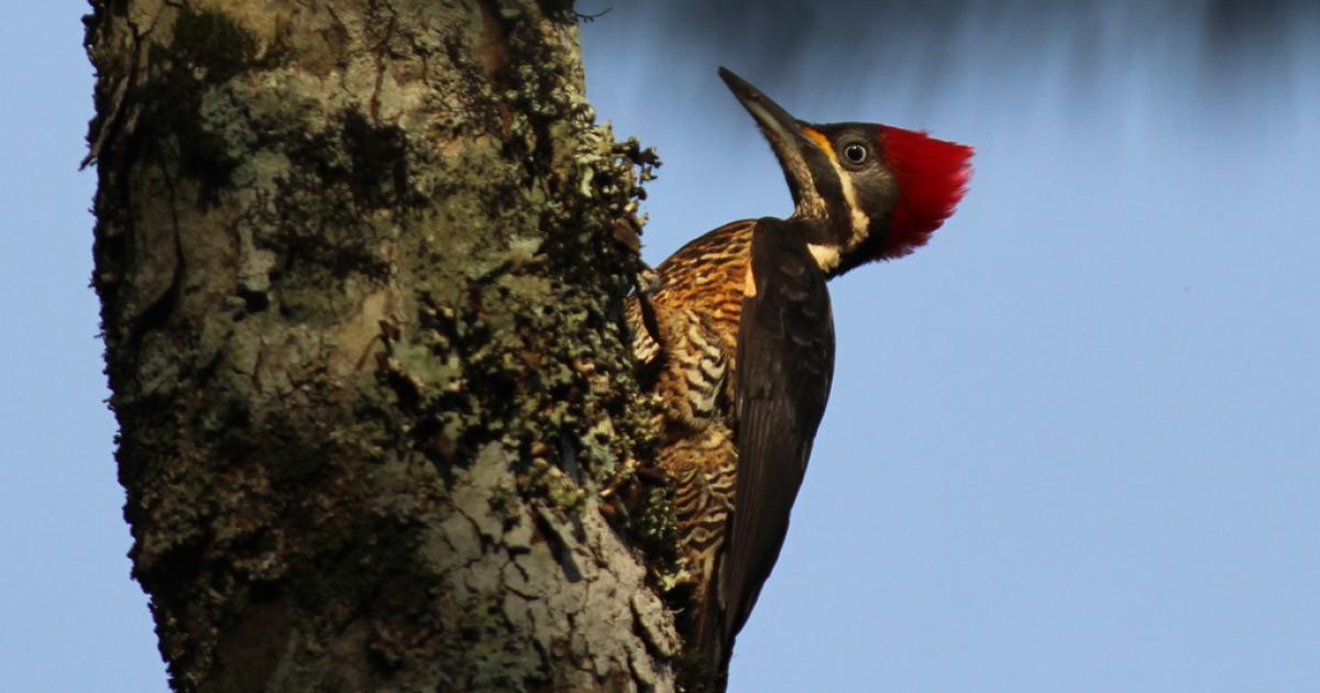 Dryocopus 39268 Biofaces Bring Nature Closer