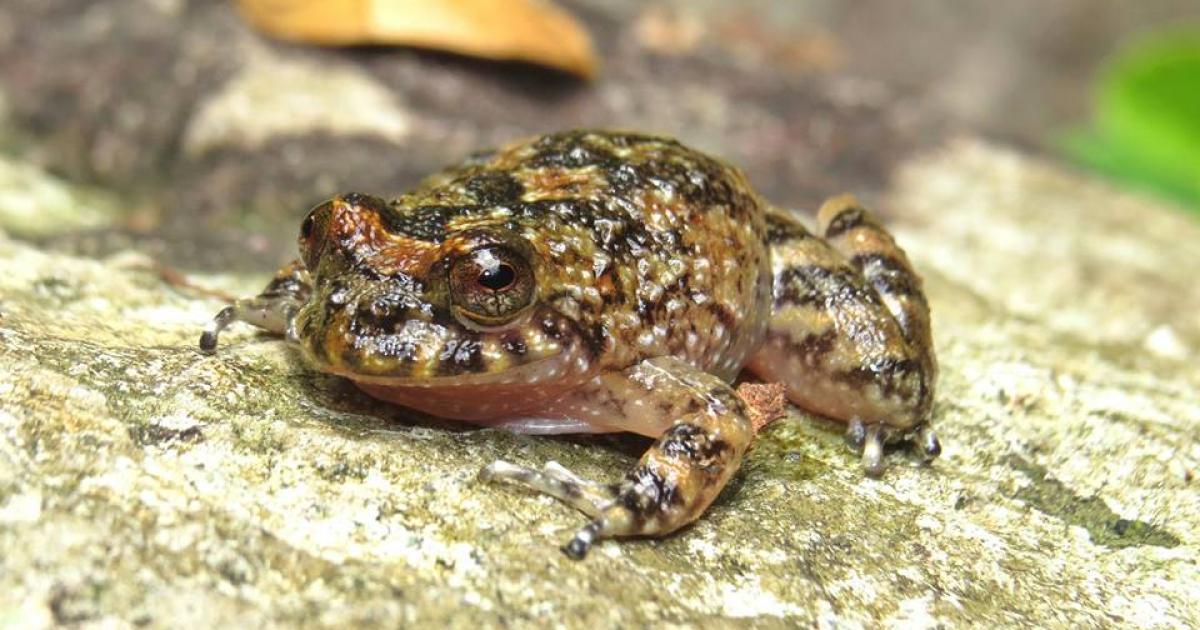 Cycloramphus brasiliensis [Near Threatened] Biofaces Bring Nature
