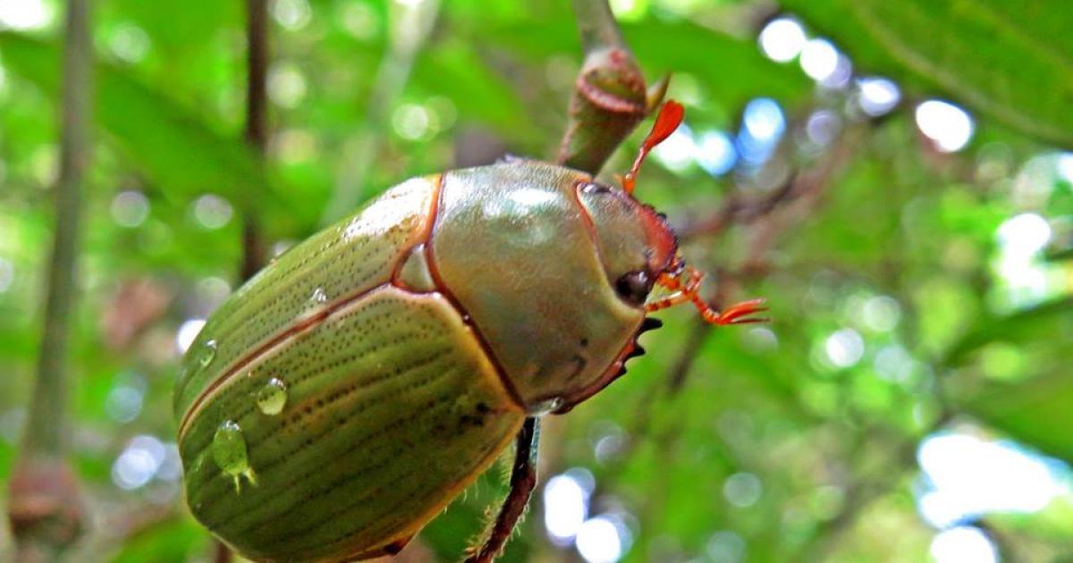 Pelidnota 40055 Biofaces Bring Nature Closer