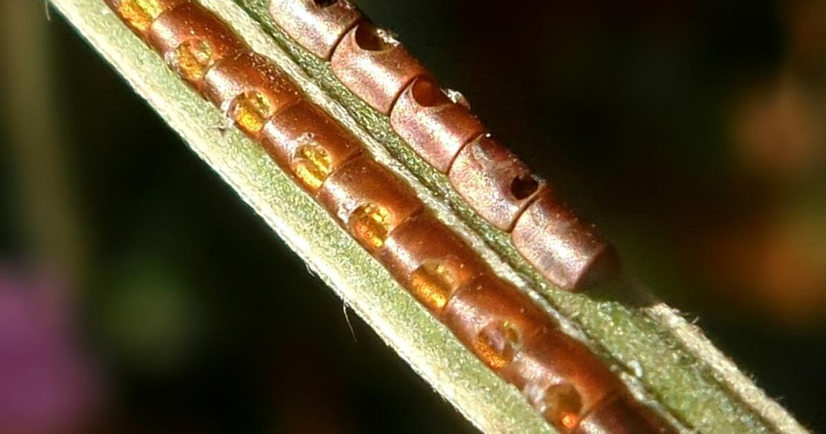 Ovos #43427 - Biofaces - Bring Nature Closer