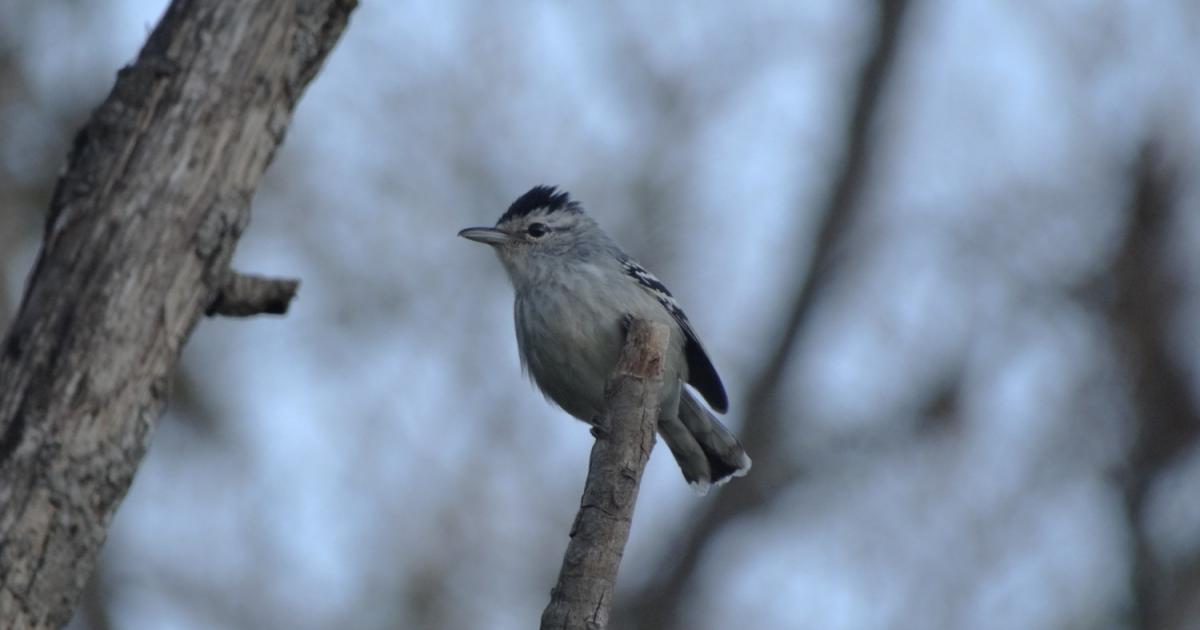 Chorozinho 46664 Biofaces Bring Nature Closer