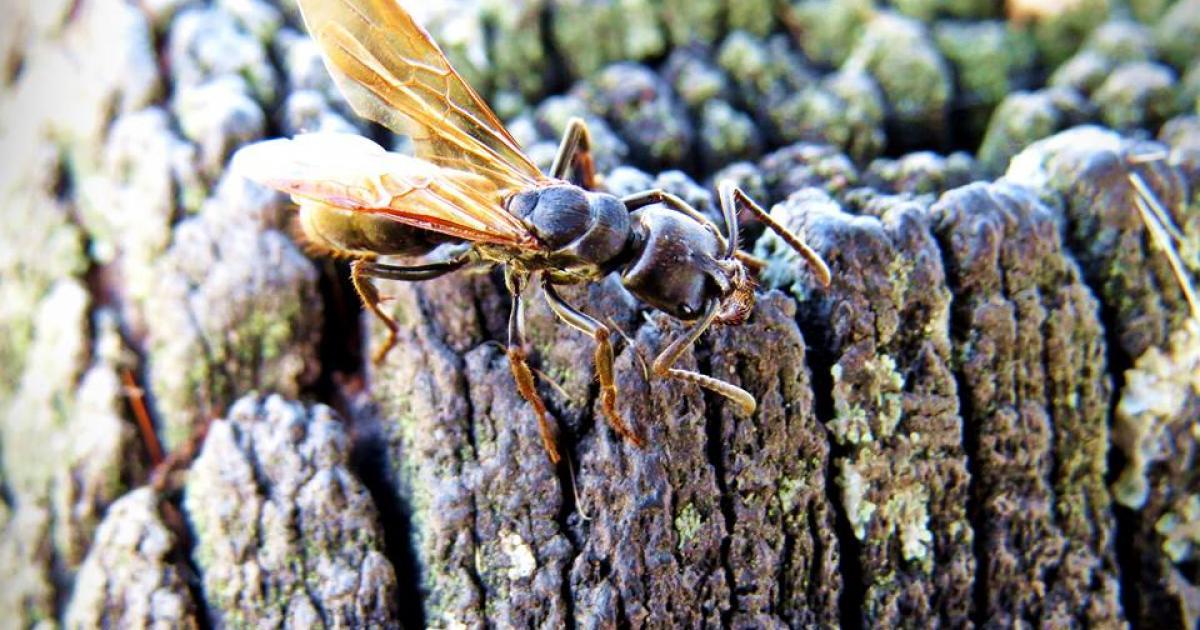 Dinoponera 42253 Biofaces Bring Nature Closer