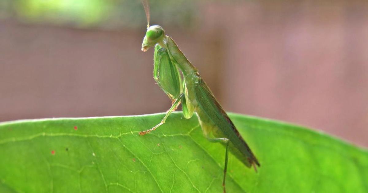 Acontista 42533 Biofaces Bring Nature Closer