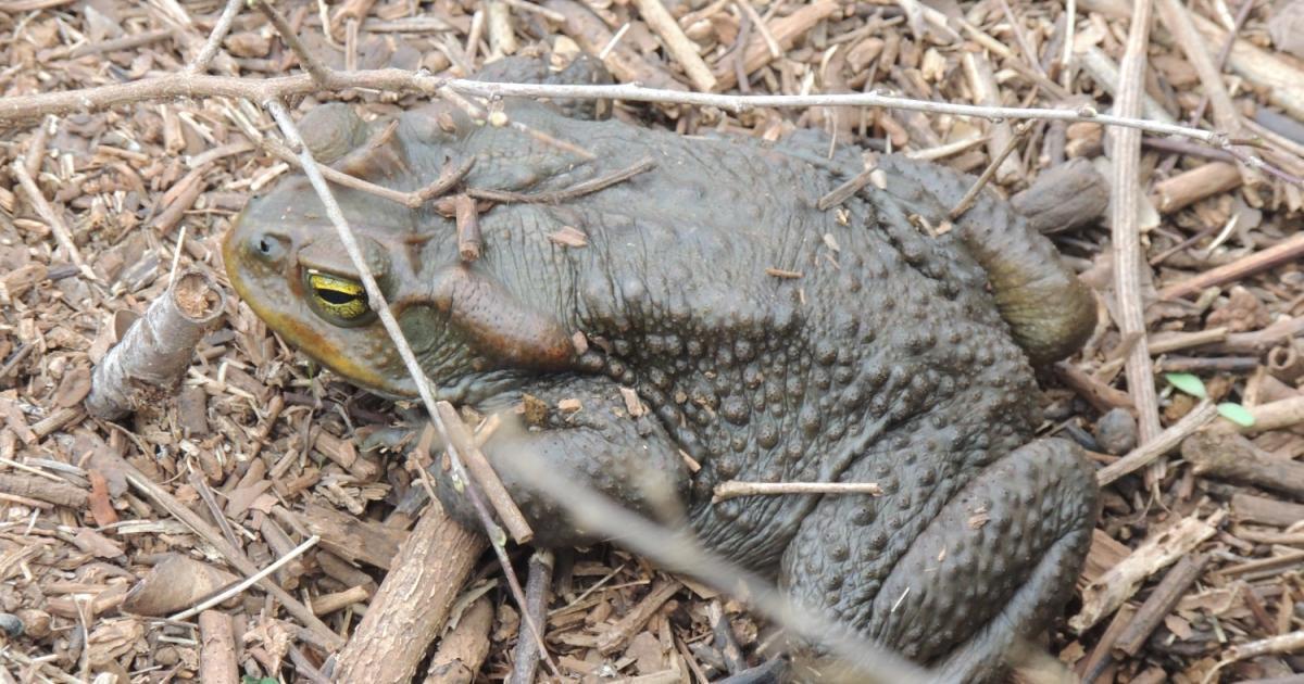 Rhinella achavali [Least Concern] Biofaces Bring Nature Closer