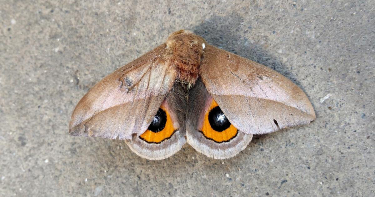 Mariposa #50024 - Biofaces - Bring Nature Closer