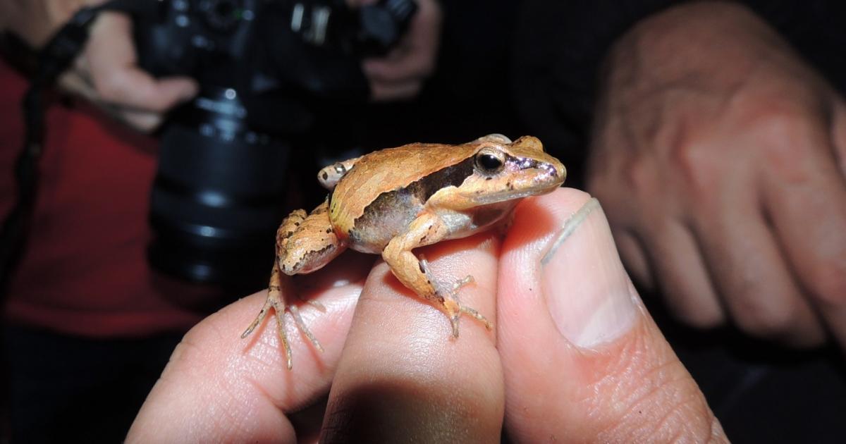 Physalaemus 51074 Biofaces Bring Nature Closer