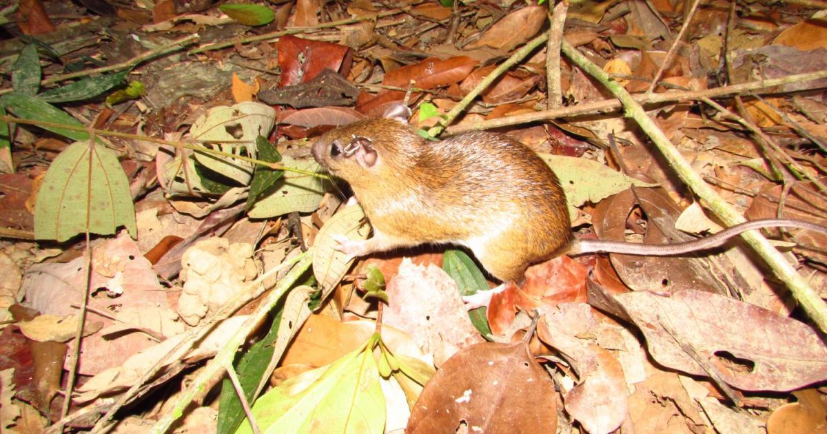 Proechimys sp. Biofaces Bring Nature Closer