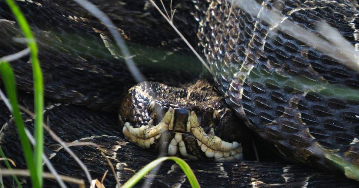 Bothrops 54976 Biofaces Bring Nature Closer