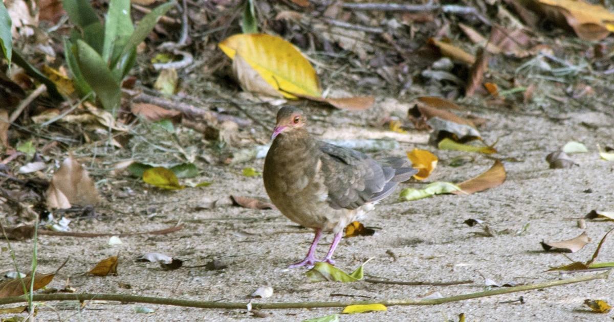 Geotrygon 62047 Biofaces Bring Nature Closer