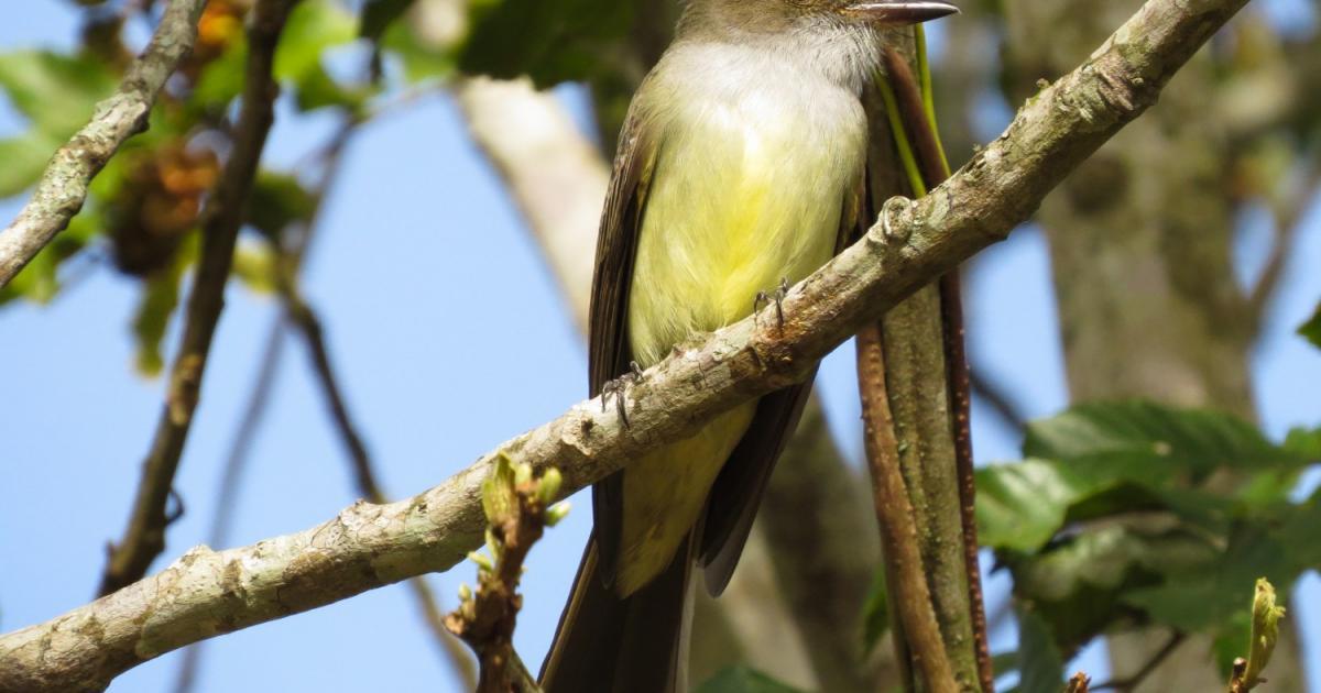 Myiarchus 65094 Biofaces Bring Nature Closer