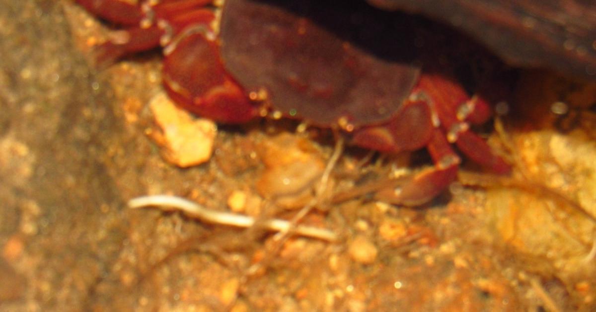 Caranguejodeáguadoce 65153 Biofaces Bring Nature Closer Caranguejodeáguadoce 65153 Biofaces Bring Nature Closer