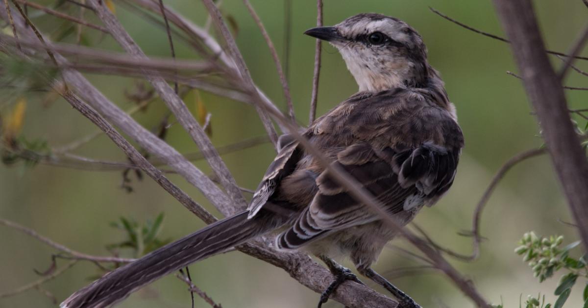 Mimus 67824 Biofaces Bring Nature Closer