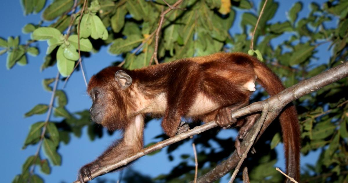 Alouatta 73354 Biofaces Bring Nature Closer