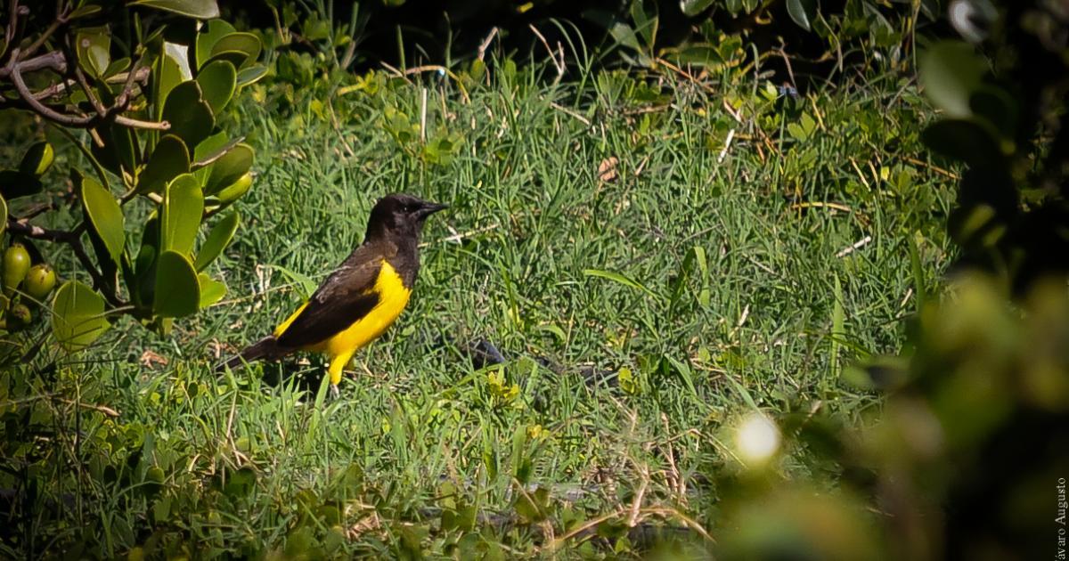 Chopimdobrejo 73395 Biofaces Bring Nature Closer