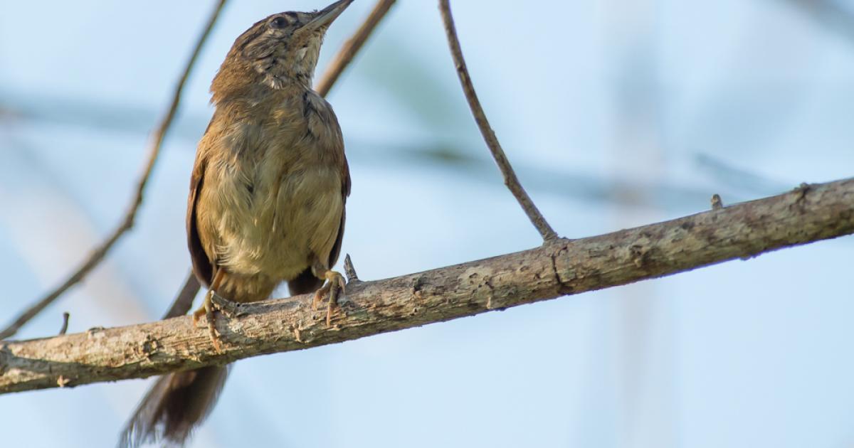 Synallaxis 73829 Biofaces Bring Nature Closer