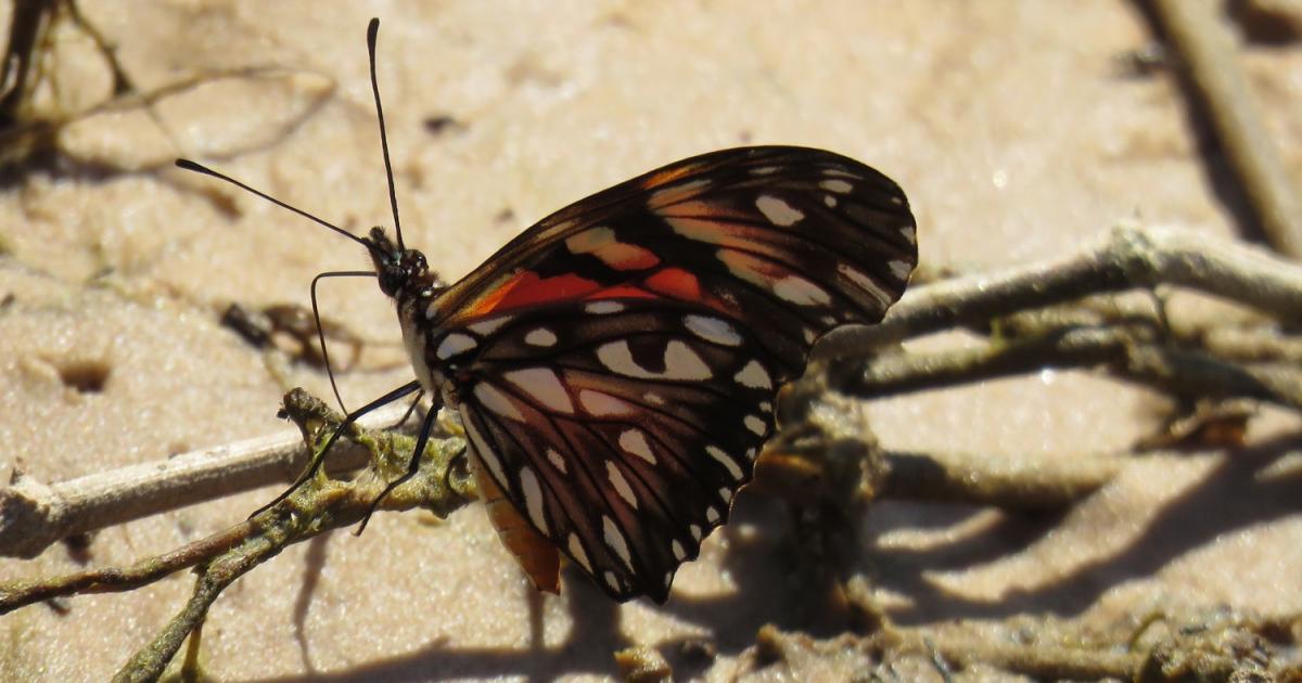 borboletajunoasalonga 77868 Biofaces Bring Nature Closer