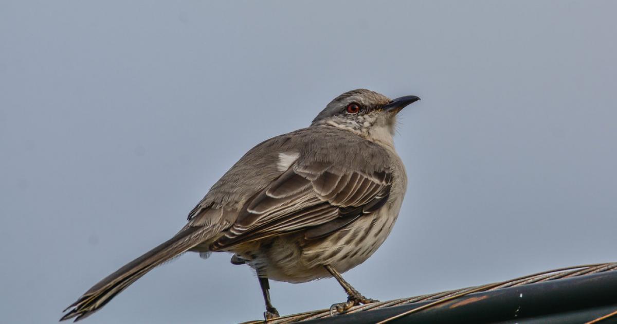 Sabiá #83089 - Biofaces - Bring Nature Closer