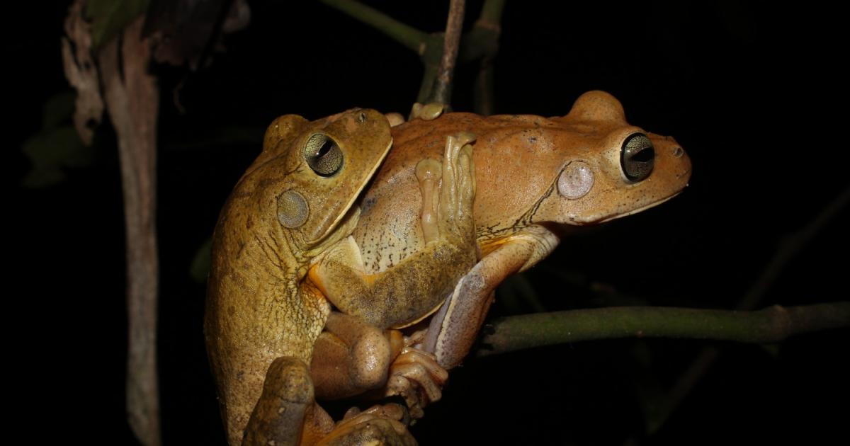 Boana faber [Least Concern] Biofaces Bring Nature Closer