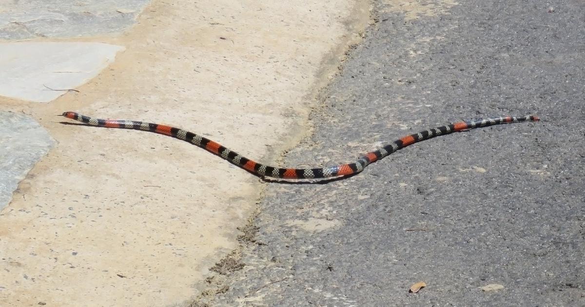 Micrurus 92853 Biofaces Bring Nature Closer