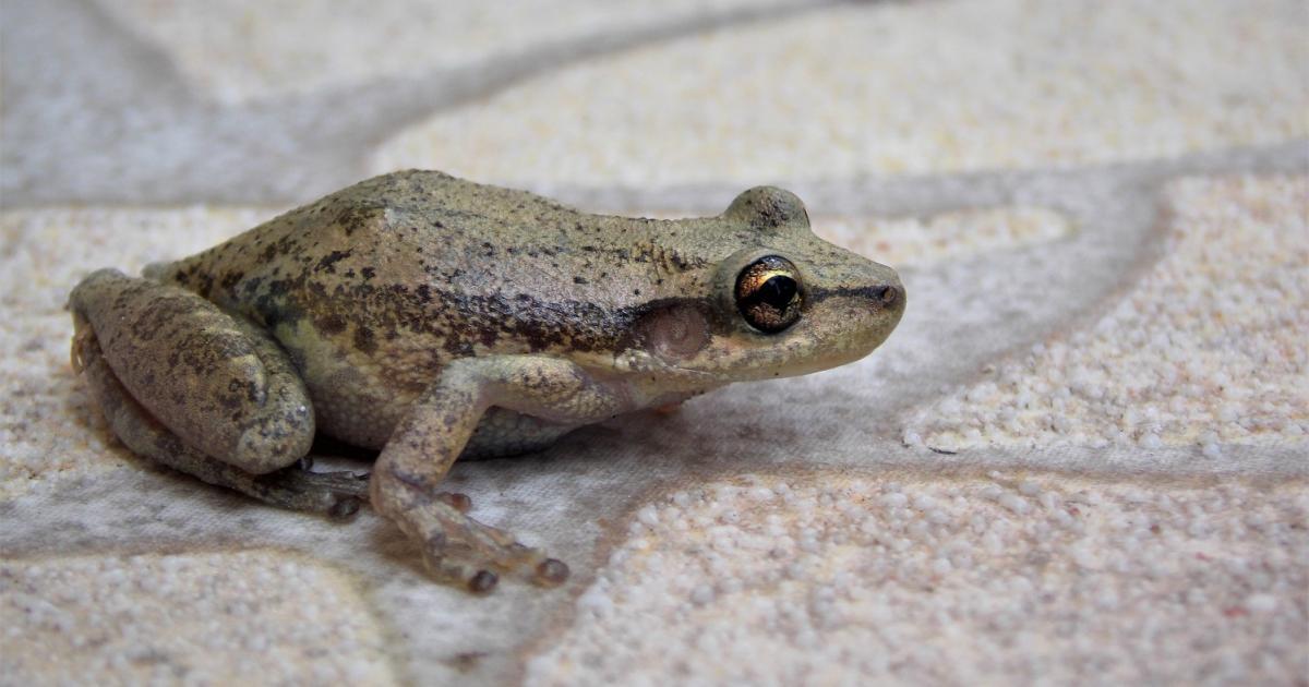 Scinax 95916 Biofaces Bring Nature Closer