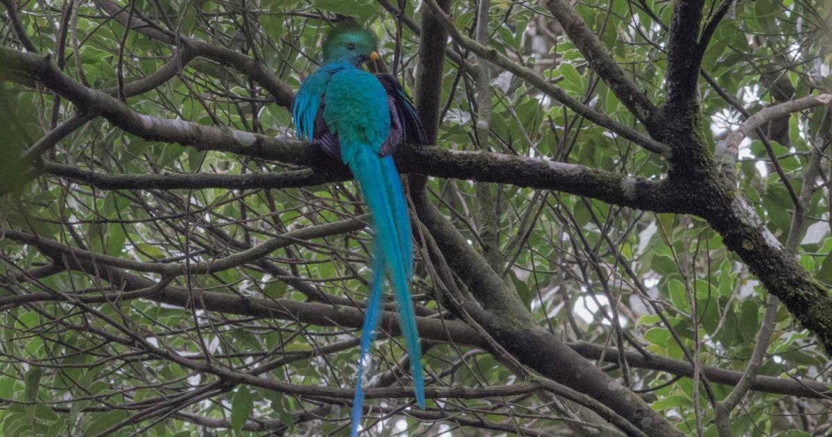 Quetzalresplandecente 97351 Biofaces Bring Nature Closer