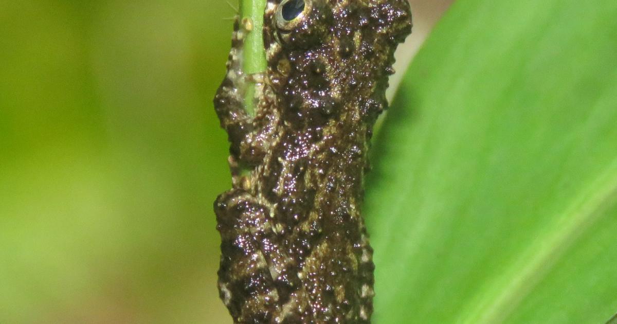 Ololygon argyreornata [Least Concern] Biofaces Bring Nature Closer