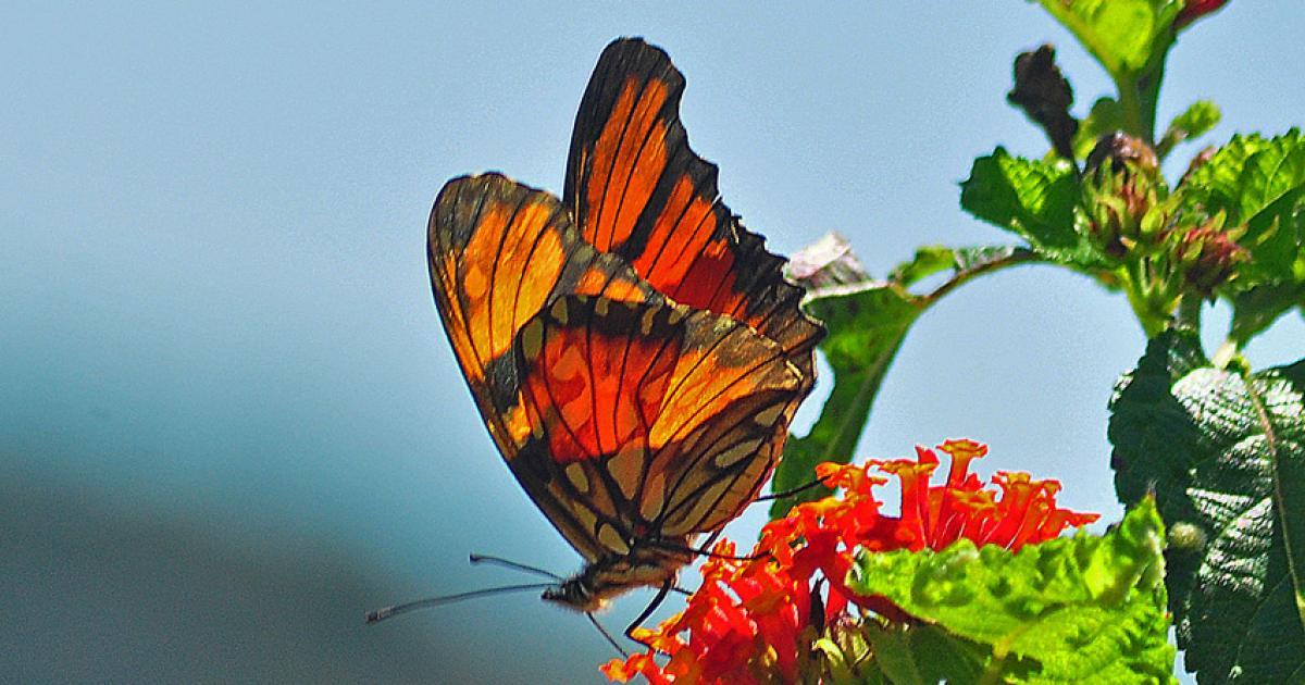 Borboletajunoasalonga 105008 Biofaces Bring Nature Closer