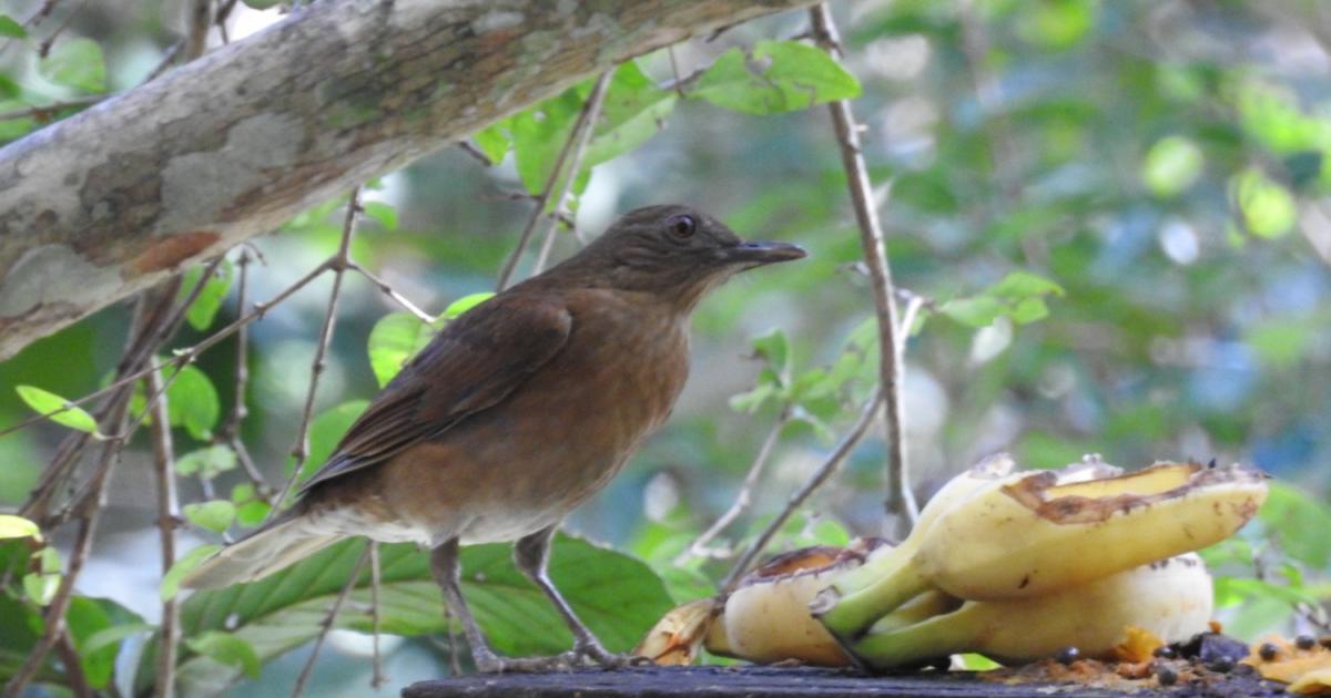 sabiá #108532 - Biofaces - Bring Nature Closer