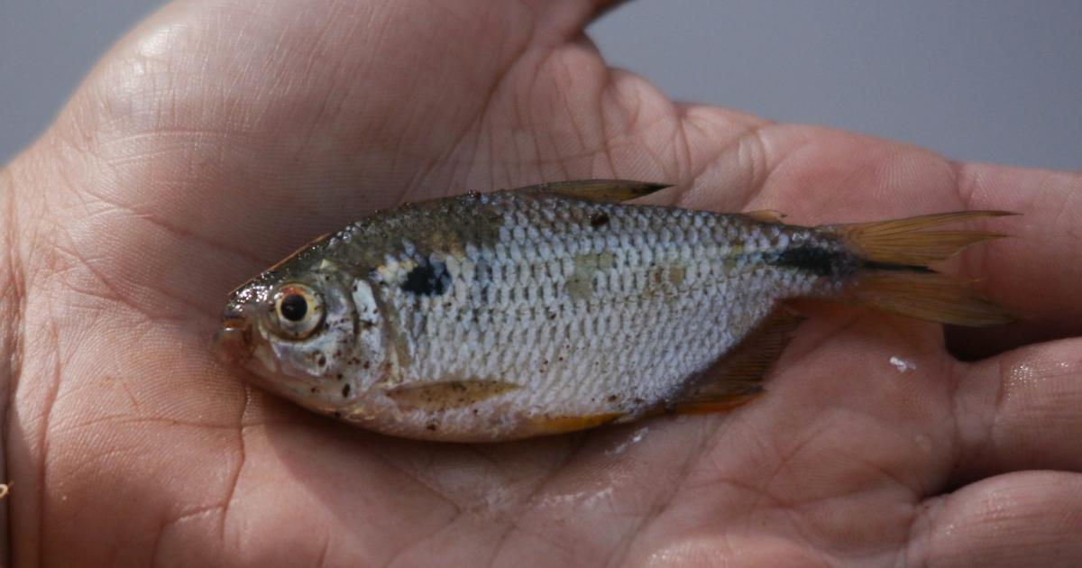 Astyanax jacuhiensis Biofaces Bring Nature Closer