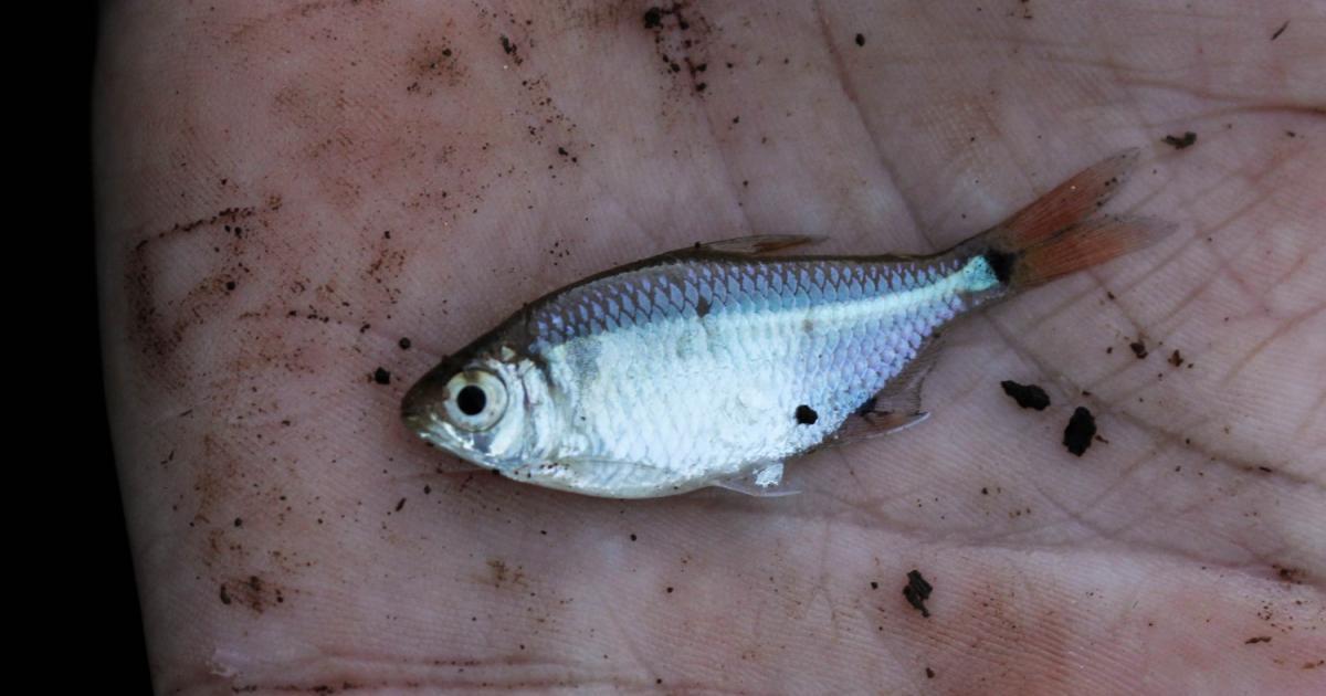 Hyphessobrycon 108769 Biofaces Bring Nature Closer