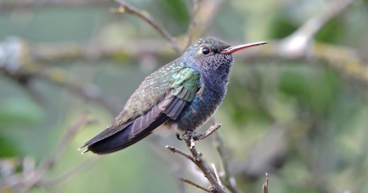 Amazilia 113566 Biofaces Bring Nature Closer