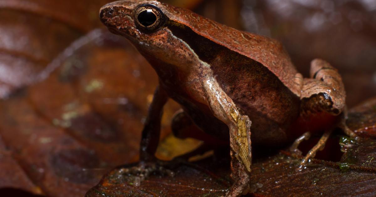 Physalaemus 116504 Biofaces Bring Nature Closer