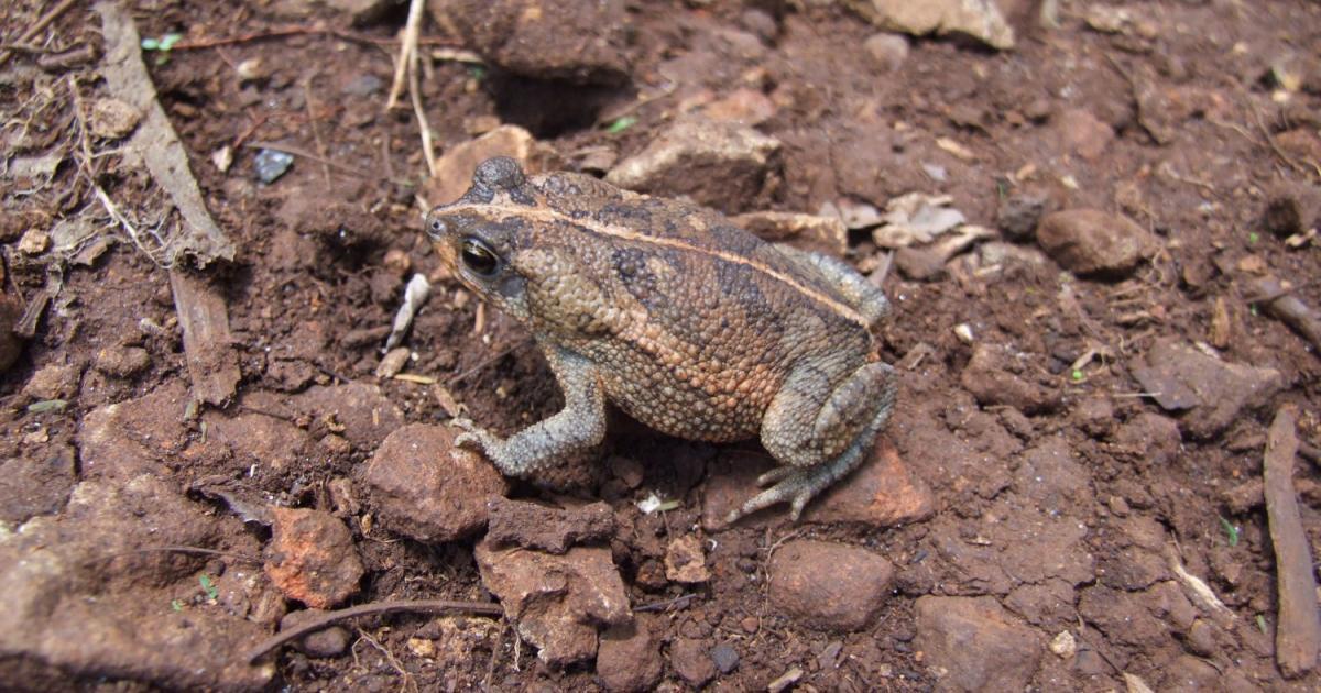 Rhinella 116741 Biofaces Bring Nature Closer
