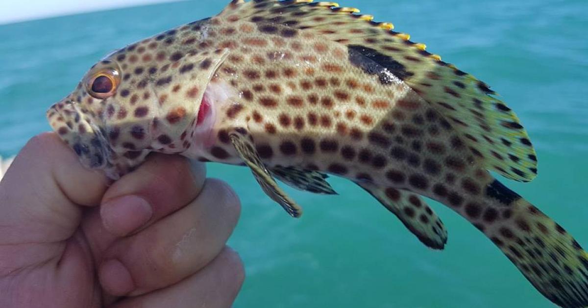 Epinephelus 118956 Biofaces Bring Nature Closer